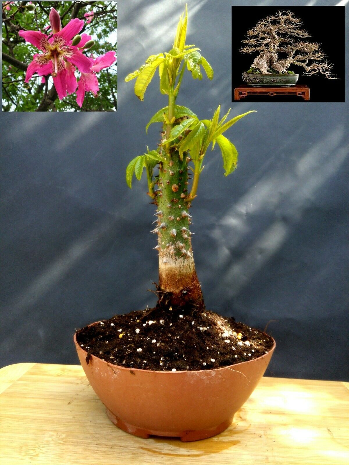 Ceiba Speciosa Pre Bonsai - Approximately 12 years old plant - Bonsai