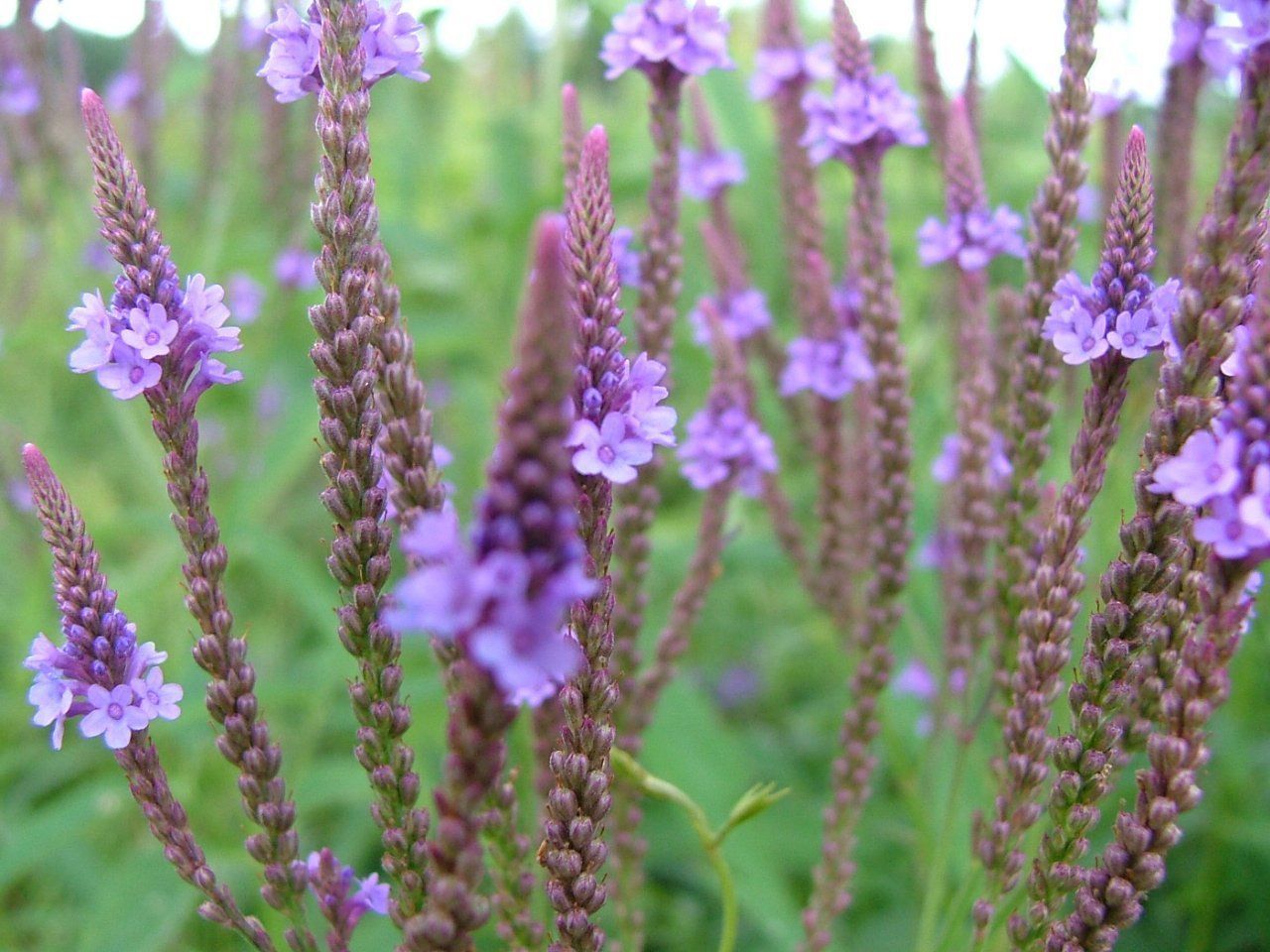 Heirloom 2000 Seeds Vervain Herb Verbena officinalis Bulk Flower seeds