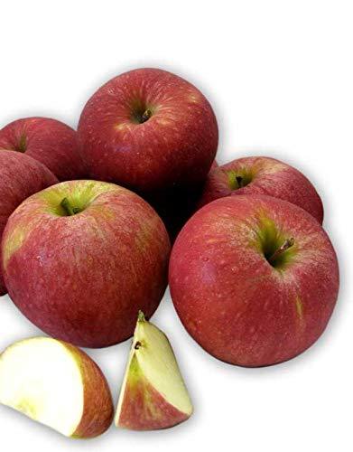 New-Crop Fresh Stayman Winesap Apples (Box Of 16 Apples) - Fruits