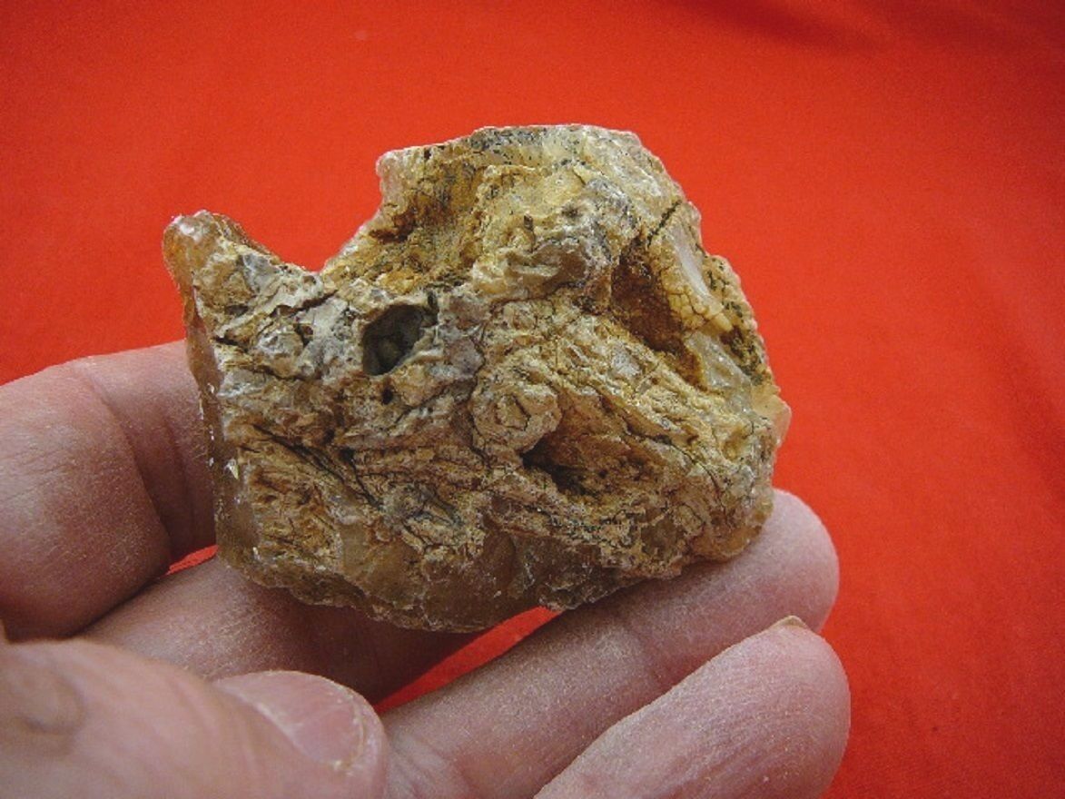 (k3110) 45 g Rare Kauri tree Gum copal young Amber New Zealand Tane