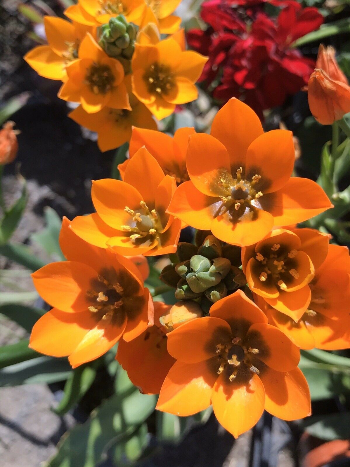 Live Plant STAR OF BETHLEHEM PLANT 12”Ornithogalum umbellatum Orange