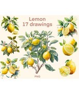 Lemon clipart Watercolor  png, lemon tree digital print, illustration set - $3.12