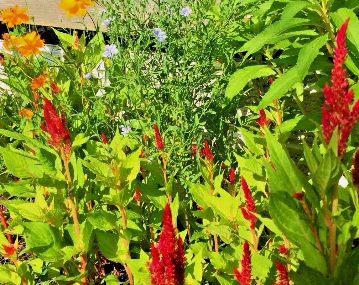Cockscomb Celosia Argentea var. Cristata Red Wine Plumosa Feather ...