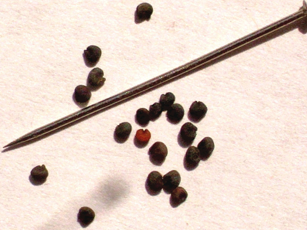 400 Baby's Breath Seeds Gypsophila Wholesale Covent Flower Seeds