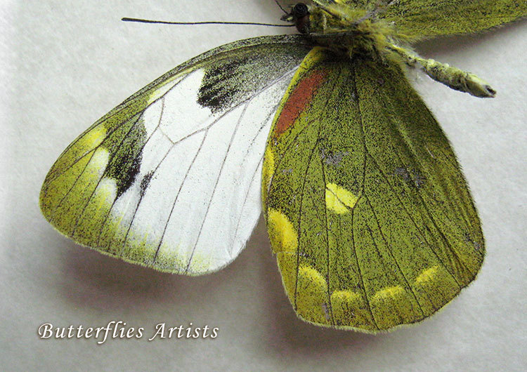 Butterfly & Moth Collectibles unmounted butterfly DELIAS APOENSIS APOENSIS