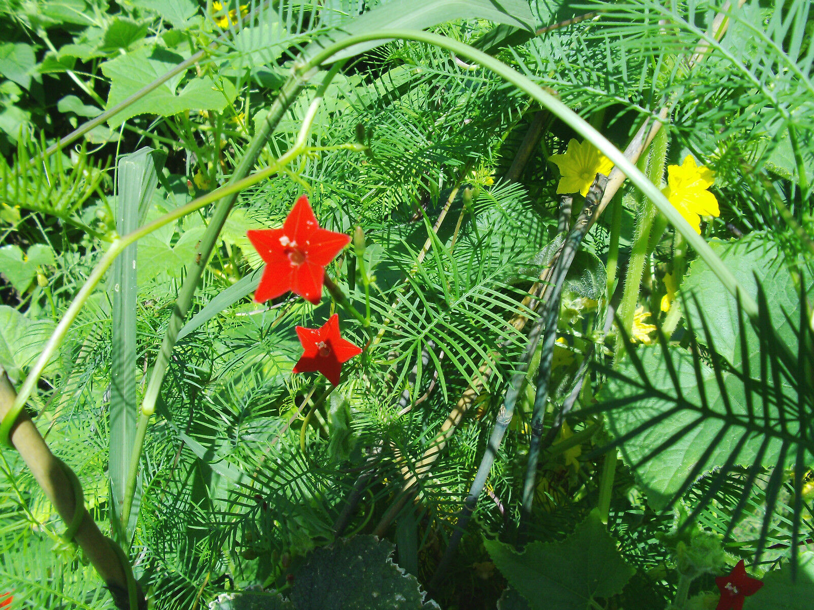 Cypress Vine (Hummingbird Vine) Beautiful Climbing Vine!!! Other
