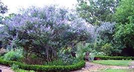 23 Seeds Chaste Tree Seeds, Organic, Vitex Agnus-Castus, Chasteberry, Medicinal  - $19.96