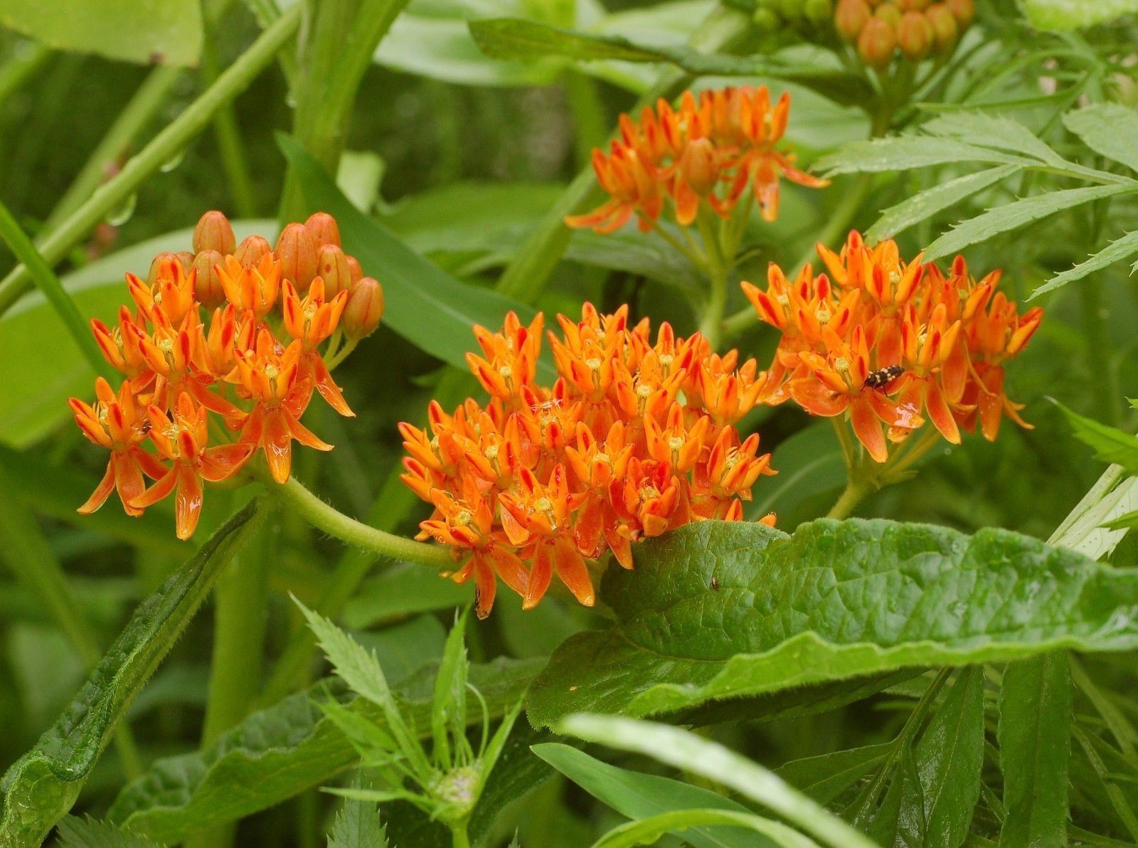 Butterfly Weed Flowers 100 Seeds Trouble Free Perennialattracts Butterflies Perennial Seeds 6298