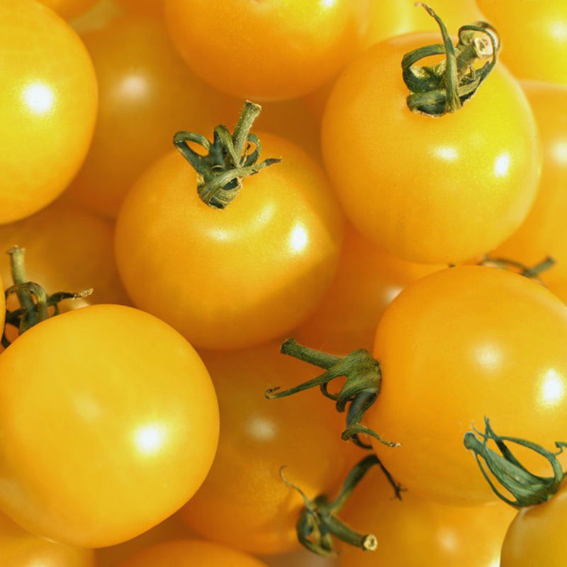 100Pcs Super Sweet Yellow Grape Tomato Seeds Organic Gold Small Cherry Tomato Other Seeds & Bulbs