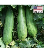 Luffa Gourd - Loofah Sponge EACH PACK CONTAINED 23 TO 26 SEEDS Heirloom - $9.86