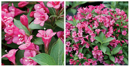 Snippet Dark Pink Weigelia - Outdoor Living - Gardening - 4" Pot - C2 - $55.99