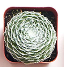 Live Succulent Plants   -   Variety Pack of Mini Succulents in 2" Pots image 8