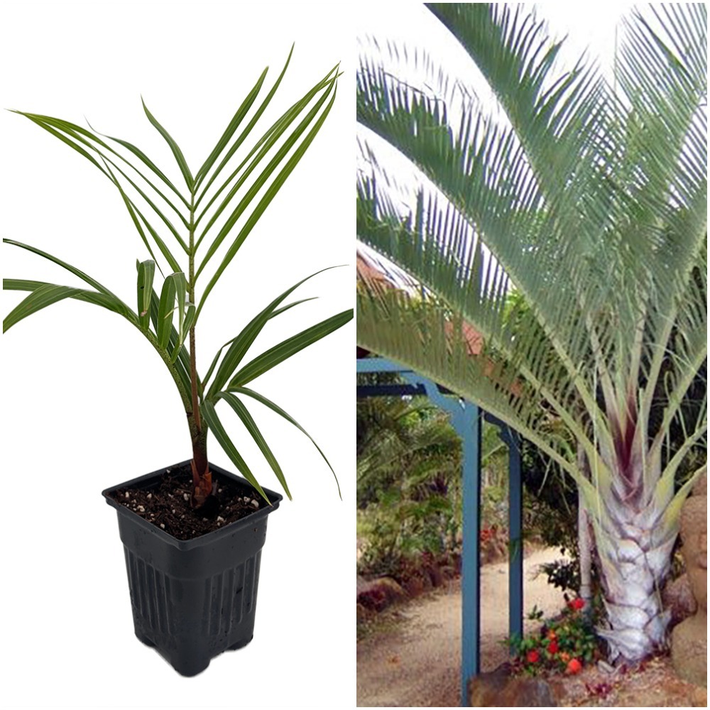 Triangle Palm Dypsis decaryi 4 Pot Unique Shape Home Garden HG