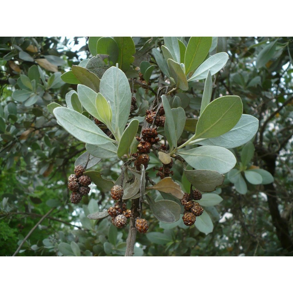 Silver Buttonwood Conocarpus erectus var. sericeus 50 Seeds GTL09 - Seeds