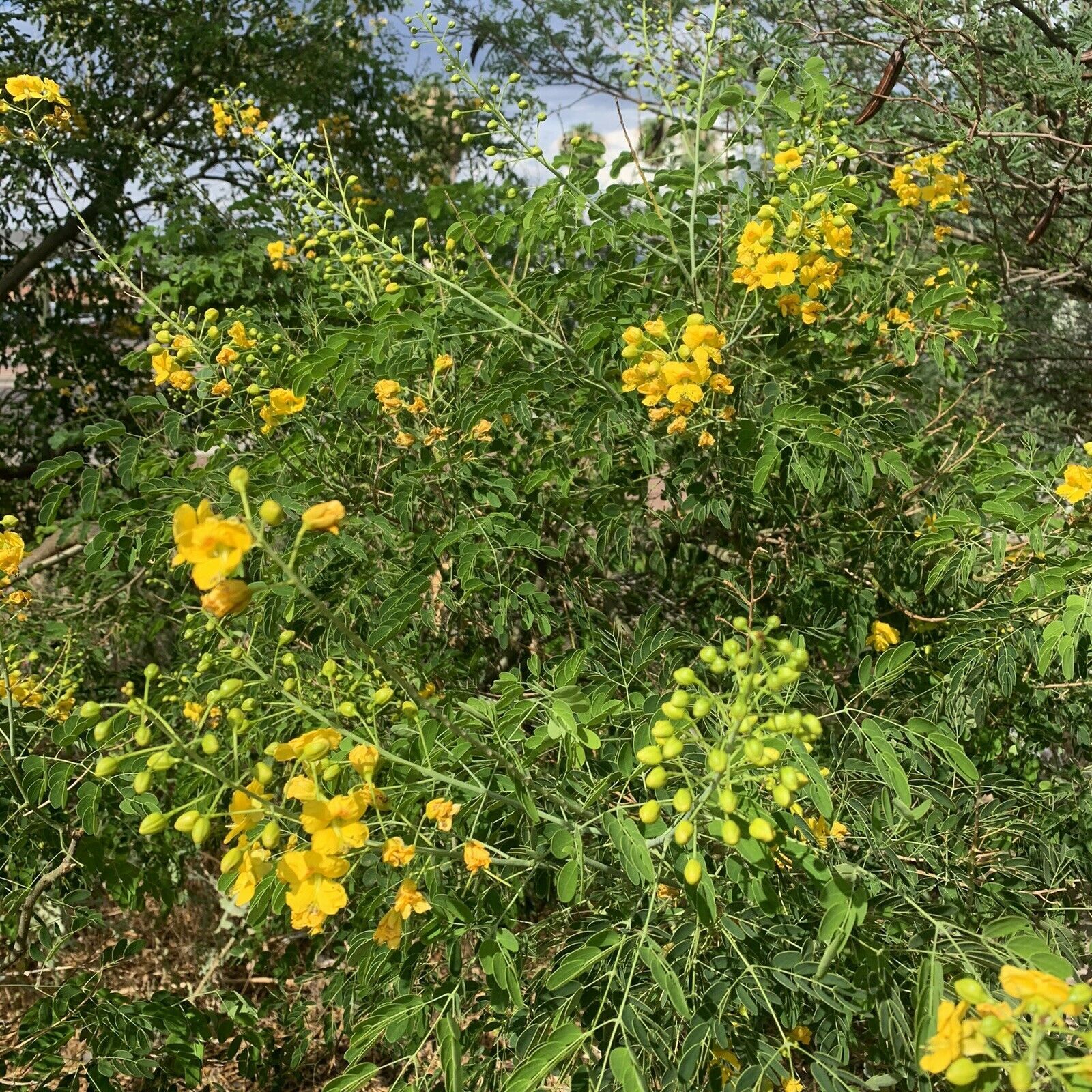 Caesalpinia Mexicana Plant Seeds 1 Dozen (12) Mexican Bird of Paradise