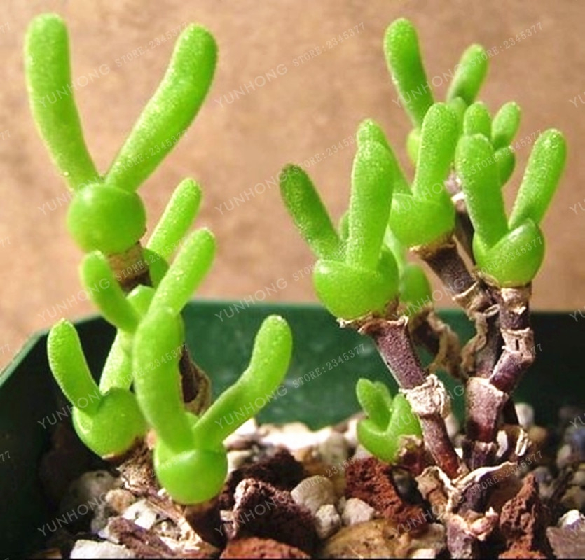 100 Succulents Seeds Rabbit Shape Monilaria Obconica Bunny Plants Seeds
