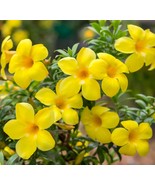 Starter Live Plant Yellow Allamanda cathartica golden trumpet common tru... - $14.99
