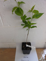 White Flowering Dogwood qt pot (Cornus-florida) image 3