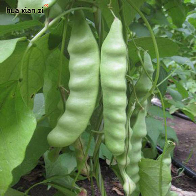 15 Pcs Oil Bean Seeds, HZ Delicious Vegetable Seeds Vegetable Seeds