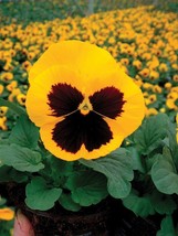 50 Pansy Seeds Delta Premium Gold With Blotch - $6.00