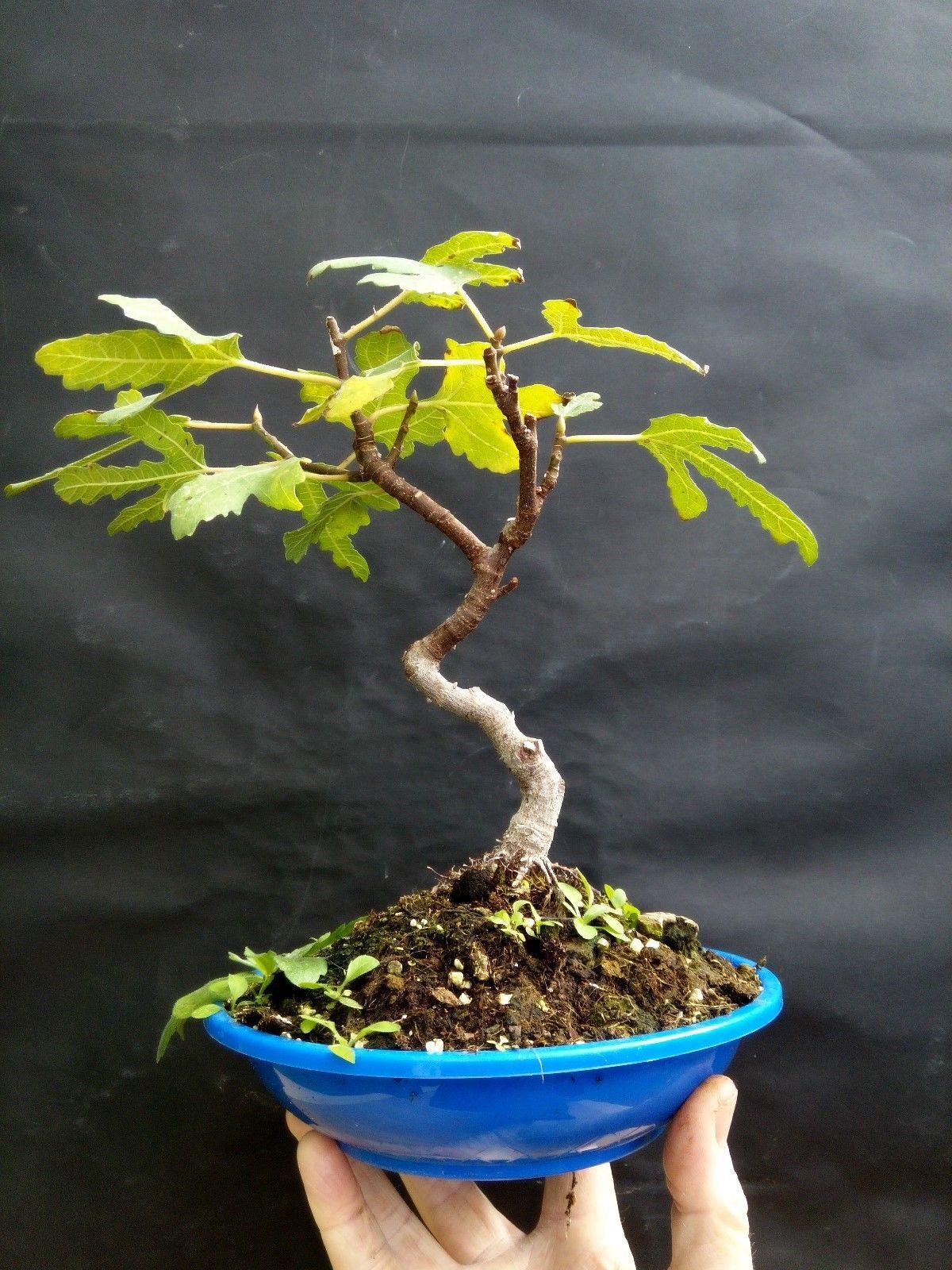 Ficus carica bonsai Fig tree Exotic fruit tree very old plant Bonsai