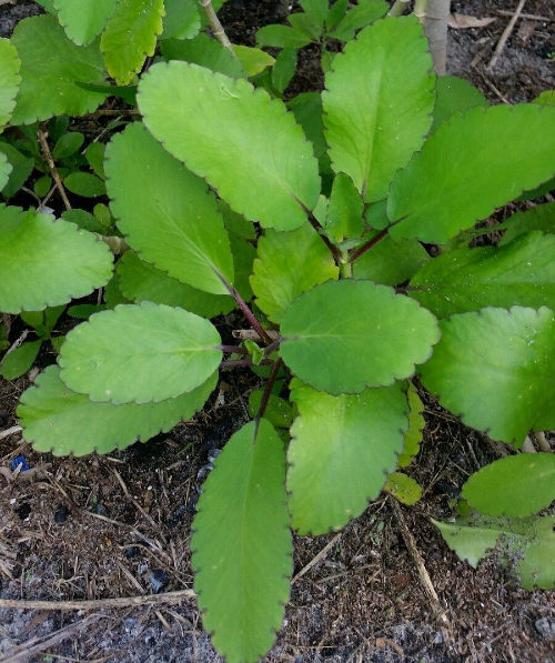 6 Sprouts Kalanchoe Pinnata Miracle Leaf Rooted Plant Herbs