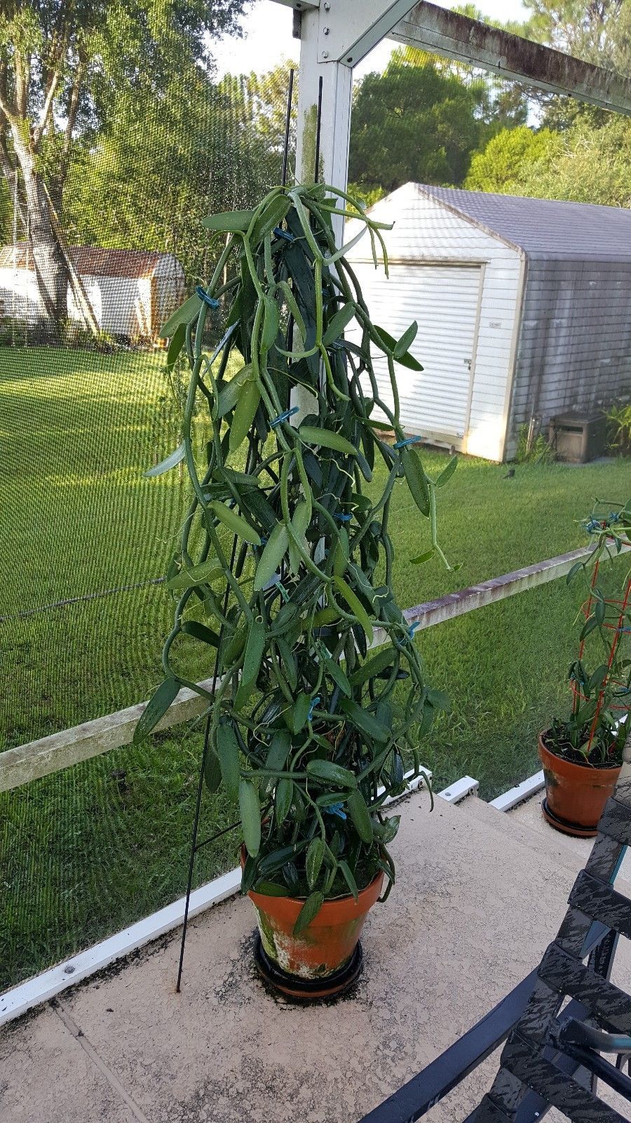 vanilla bean orchid for sale vanilla bean orchid for sale