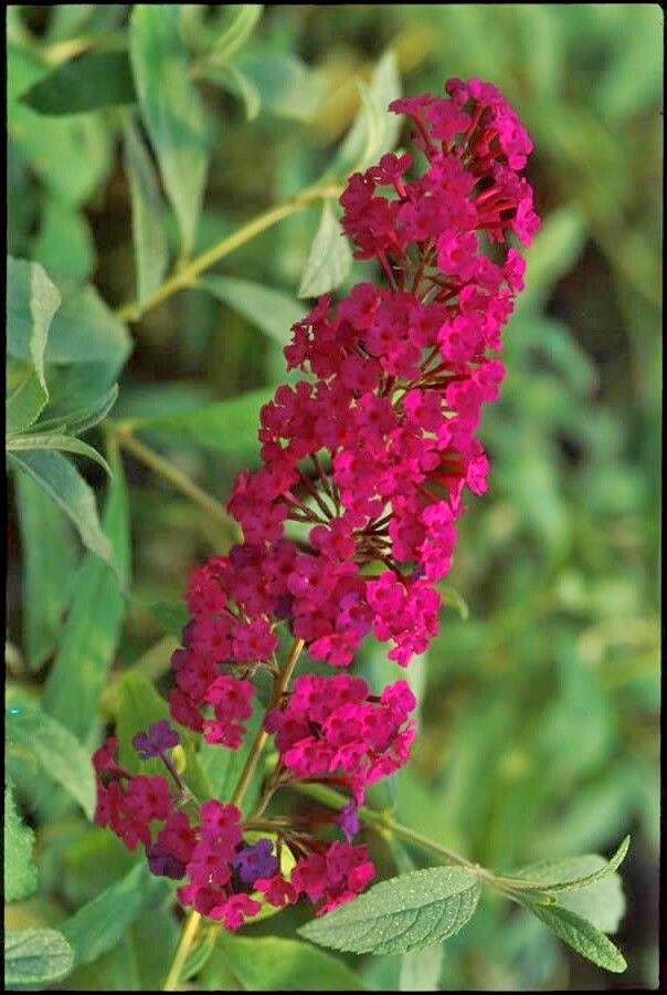 BUTTERFLY BUSH RED 200 SEEDS, BUDDLEIA DAVIDII, BEAUTIFULLY SCENTED ...