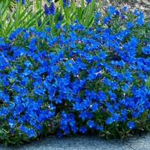 50 Bright Blue Alyssum Flowers Seeds #STL17 - $17.17