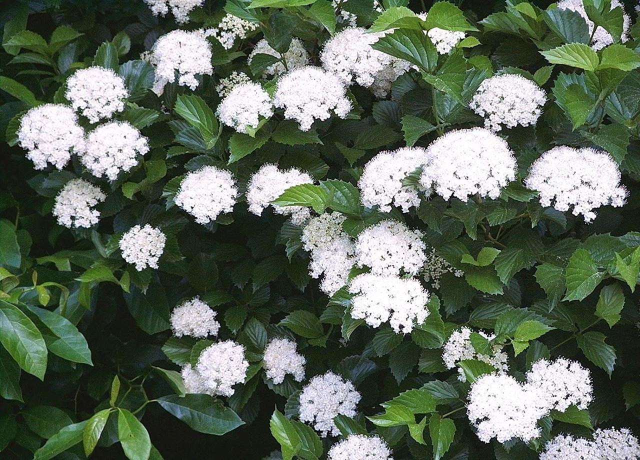 1 Gallon Trade Pot Established Arrowwood Viburnum Perennial Shrub 1