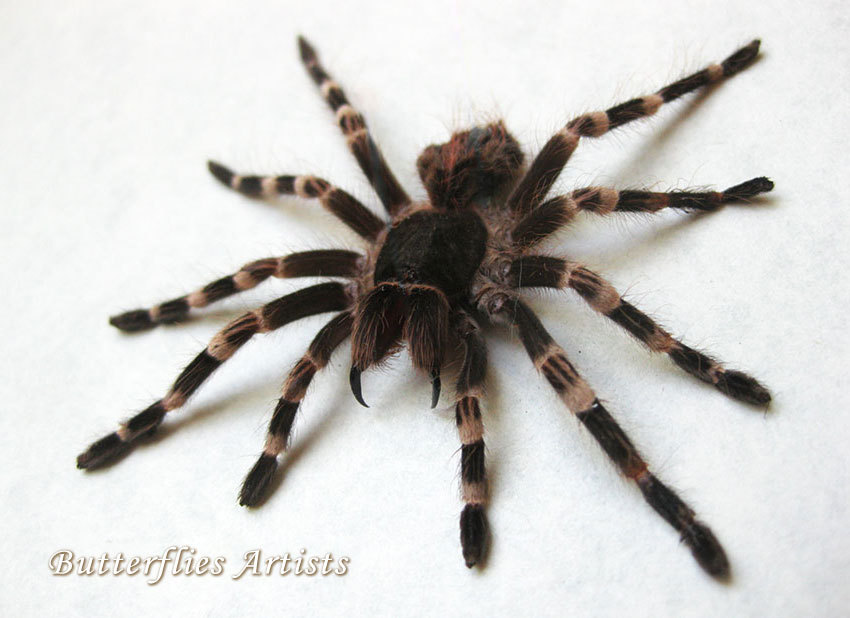 Brazilian Whiteknee Acanthoscurria Geniculata Baby Real Tarantula ...