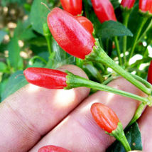 SHIP FROM US 500 MG ~60 SEEDS - CHILTEPIN PEPPER HOT - NON-GMO, HEIRLOOM... - $18.56