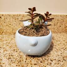 Pig Plant Pot with Baby Jade Succulent, 6" Ceramic Blue Pig Planter image 8