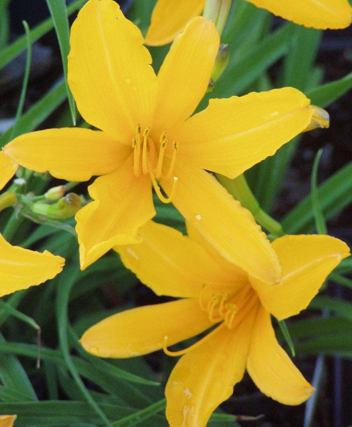 Aztec Gold Daylily 6 Bare Root Plants - Perennials