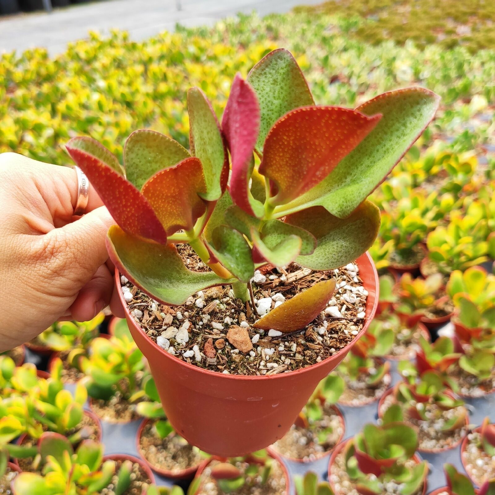 1 Live Bareroot 2 or 4 inch - Crassula streyi 'Pondo Cliff' Succulent Plant #SCL - $19.99