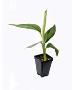 Manzano &quot;Apple&quot; Banana Plant  -  RARE  -  Live Banana Tree   -    4&quot;- 6&quot;... - $37.95