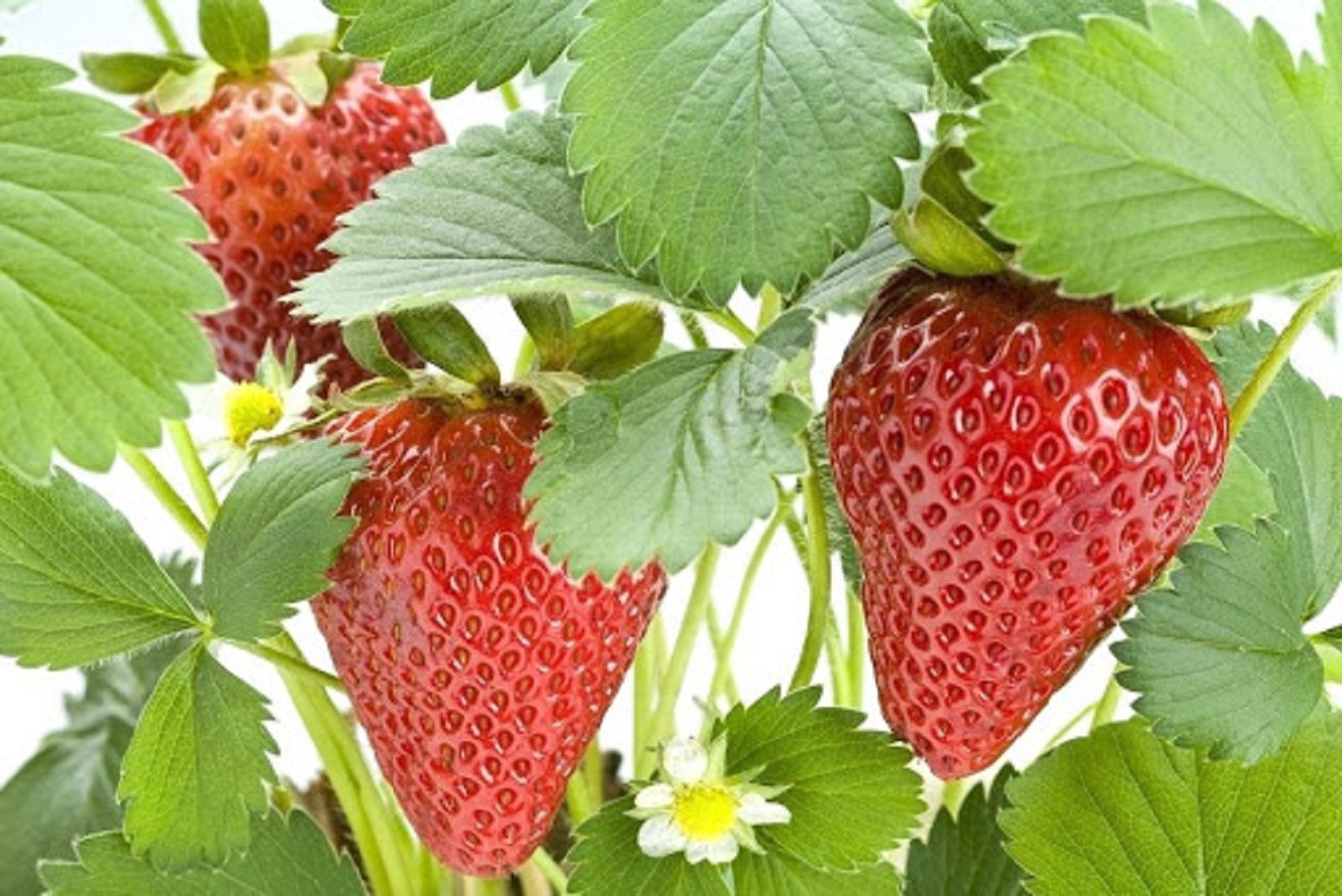 10 Bare Root Plants Chandler Strawberries Fruits Plants For Gardening
