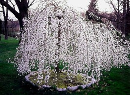 Weeping Yoshino Cherry tree 2.5" pot  Prunus x yeodensis shidare yoshino  image 2