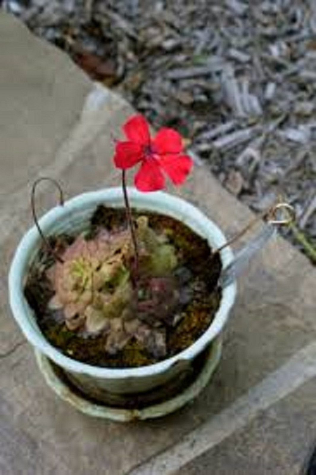 Pinguicula Laueana * Red Mexican Butterwort * Carnivorous * Rare 5