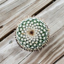 Live Cactus Plant - Mammillaria albilanata Globe Cactus, 3" Succulent Houseplant image 2