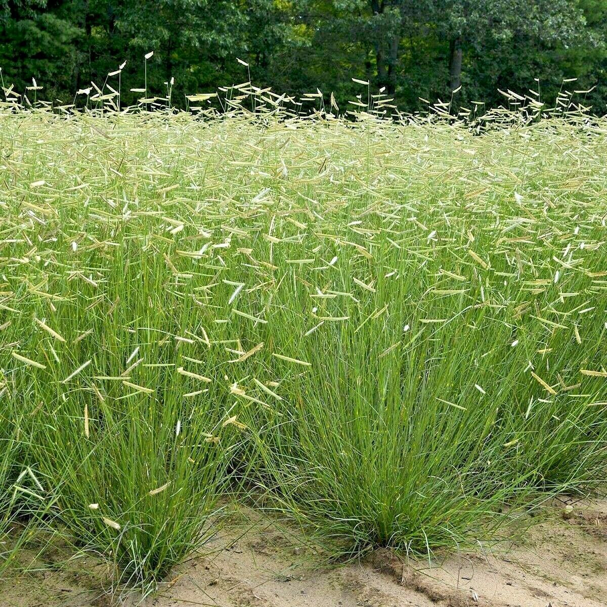 1 OZ=40,000 BLUE GRAMA Seed Prairie Grass Drought Poor Soil Lawn ...