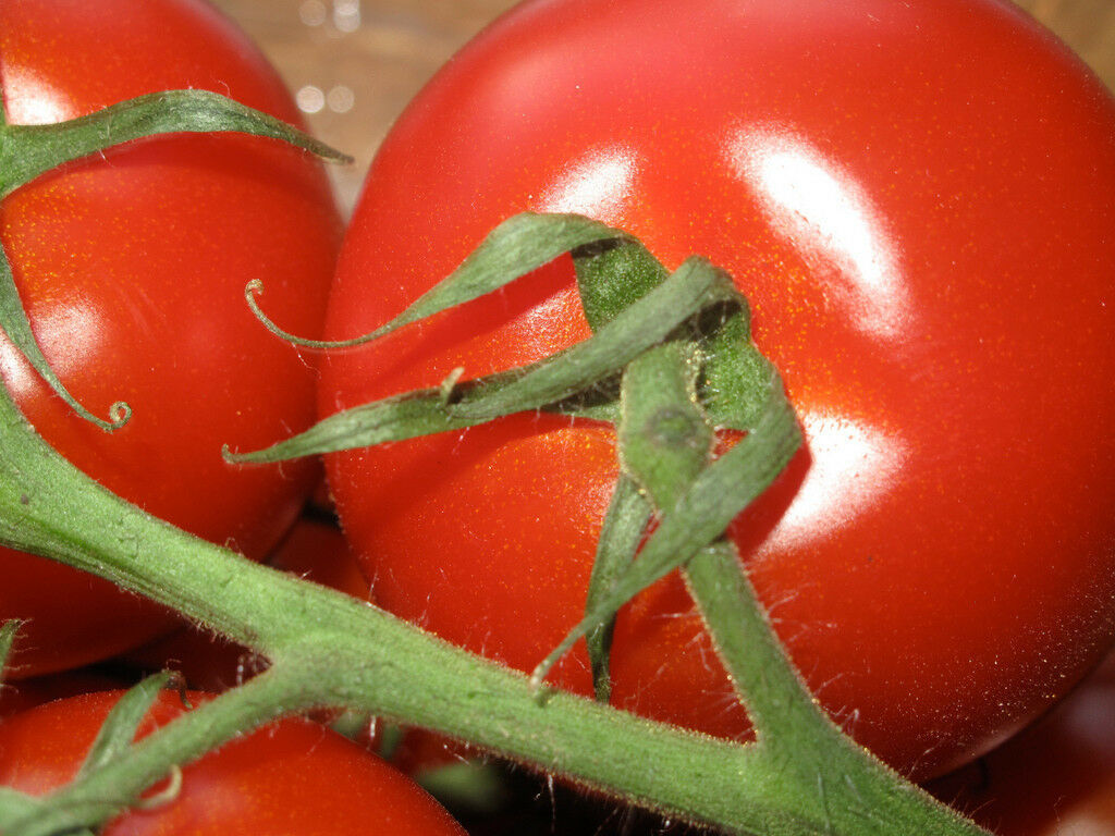 CAMPARI TOMATO, sweet vine tomatoes exotic fruit vegetables plant seed -25 ...