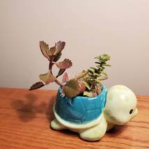 Turtle Planter & Custom Succulent Arrangement, Tortoise Plant Pot, Live Plants image 4