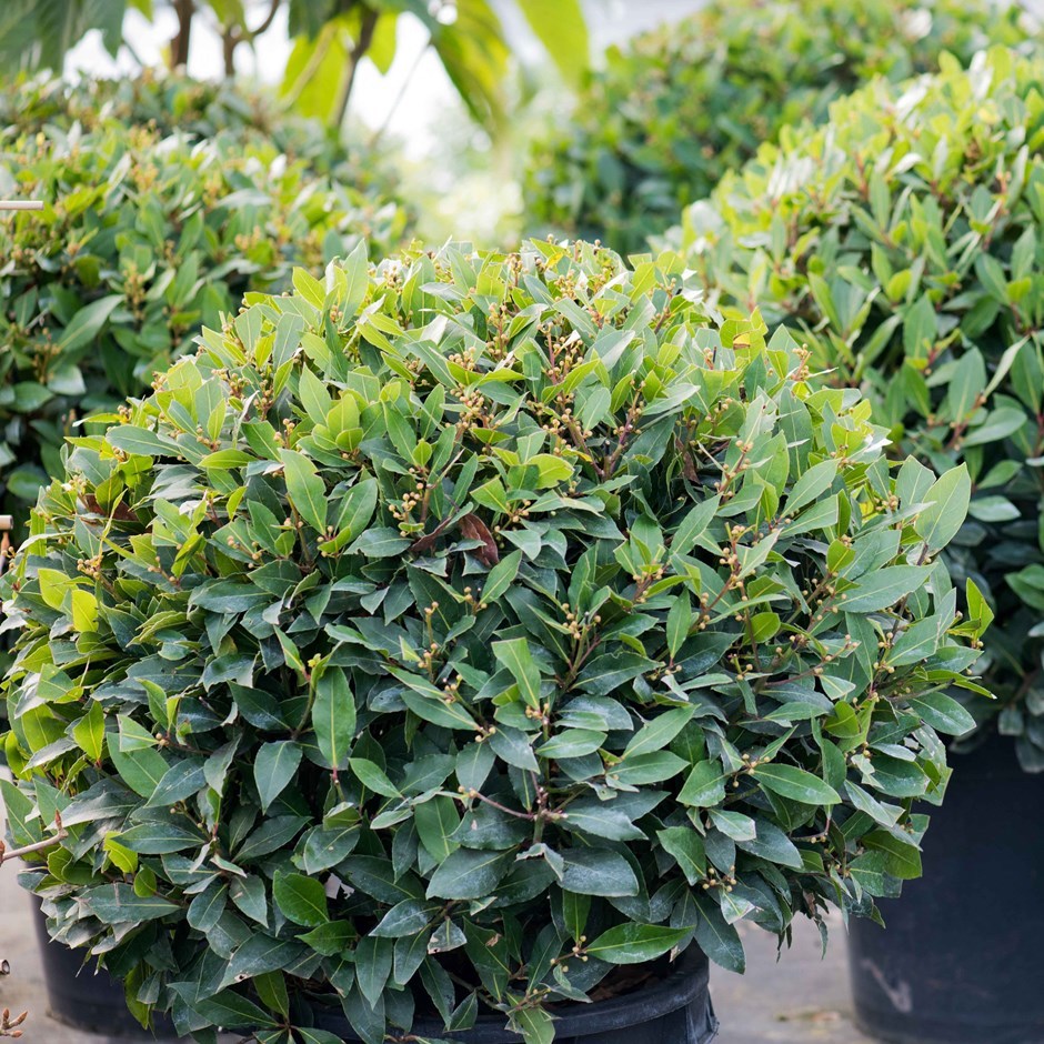 Laurus nobilis Bay Laurel shrub Quart Plant - Bushes & Shrubs