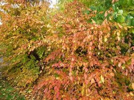 American Hornbeam tree (Carpinus caroliniana) quart pot image 6