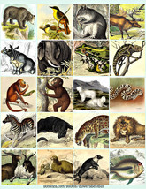 Animals2inchsquare thumb200