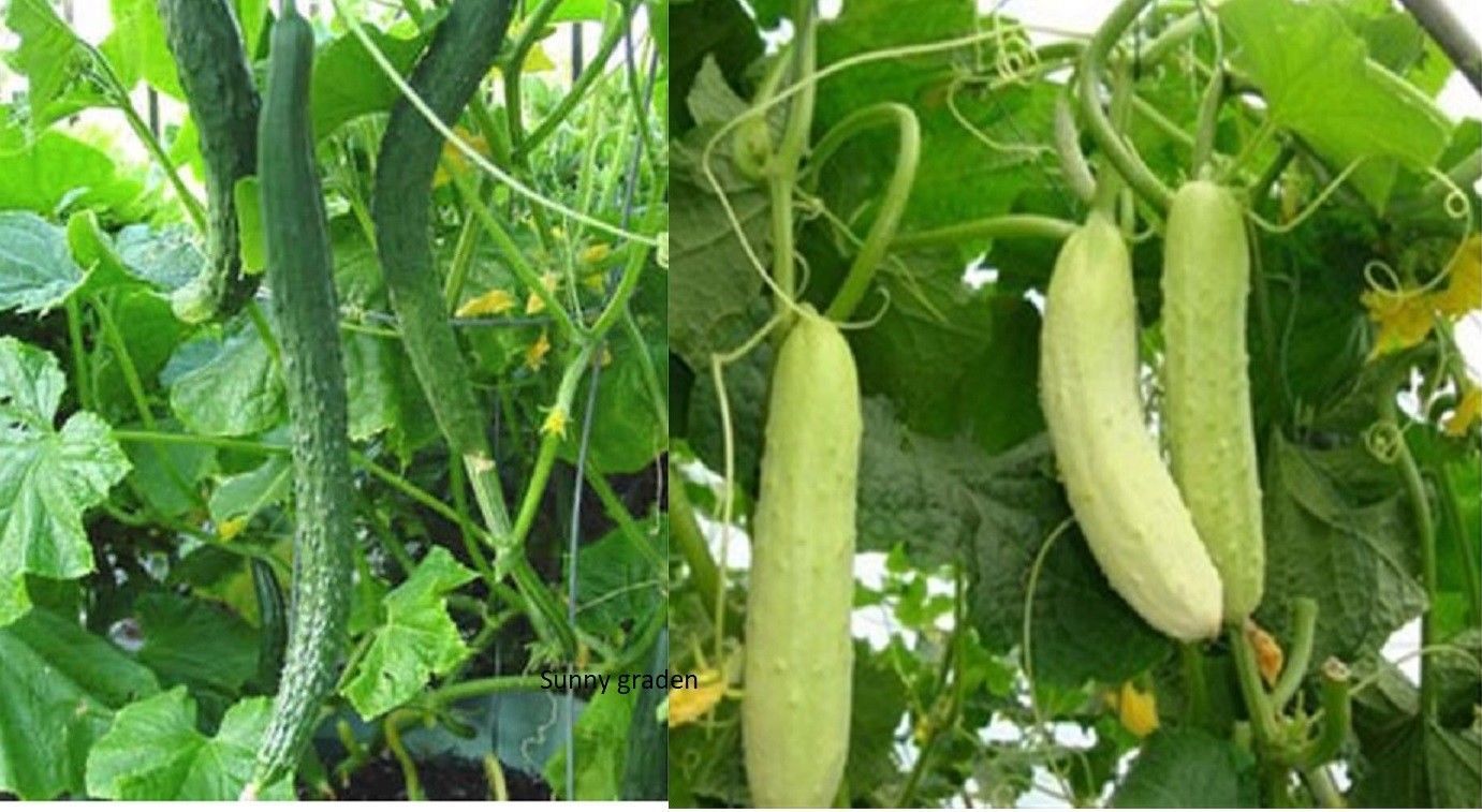 Fresh Long Crisp Japanese/Chinese Cucumber Seeds Asian Korean White Green Seeds & Bulbs