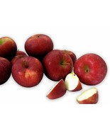 Kauffman Orchards Fresh-Picked Rome Apples - $28.50 - $95.50