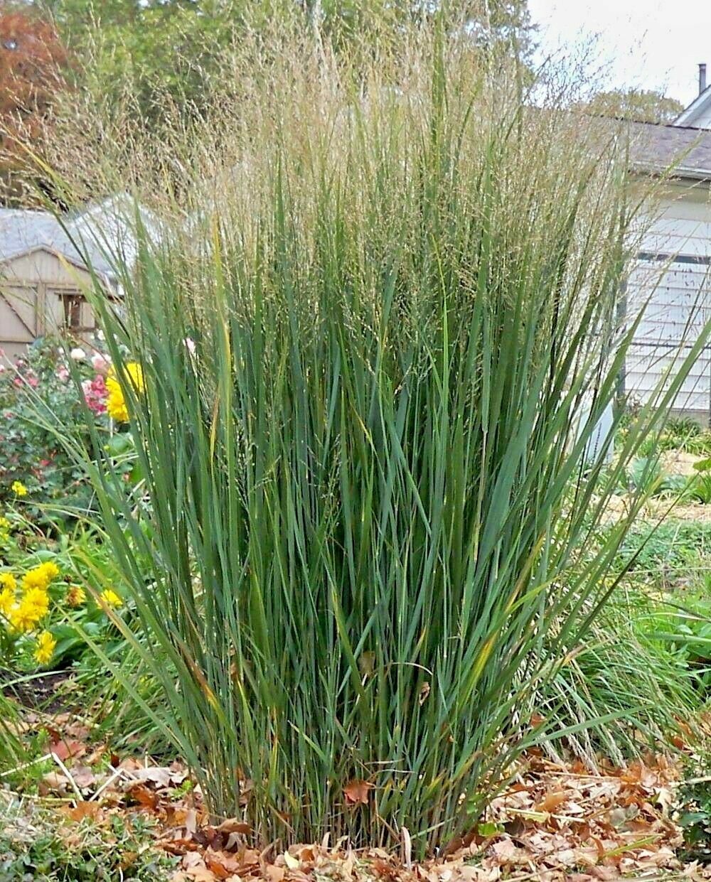 1/2 LB SWITCHGRASS Seed Native Prairie Grass and 50 similar items