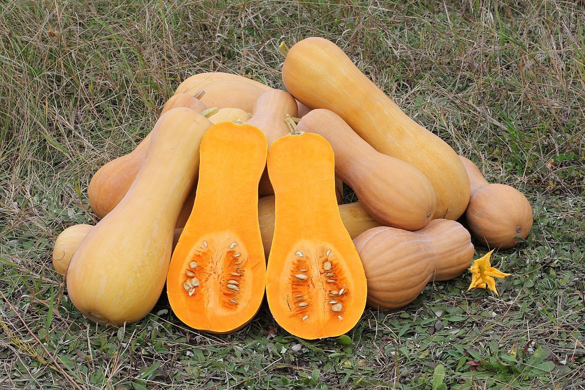 Huge Butternut Squash 12+ Seeds Lots of squash per vine Seeds & Bulbs